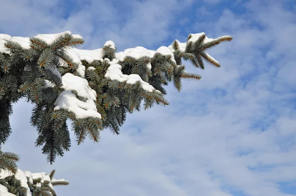 Jedle větev pod sněhem — Stock fotografie