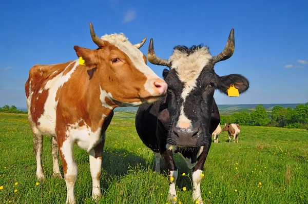 Vaches sur un pâturage d'été — Photo