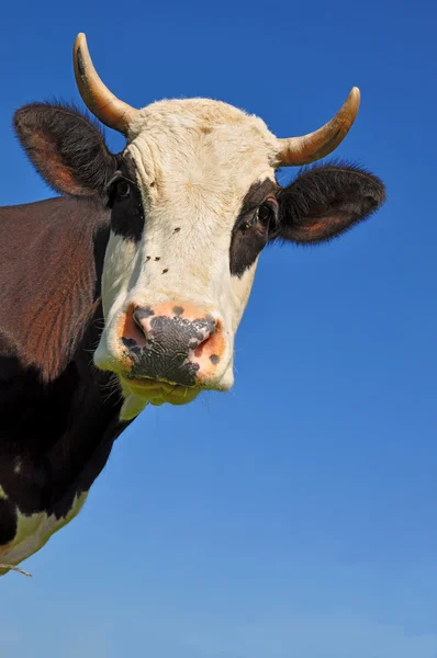 stock image Head of a cow