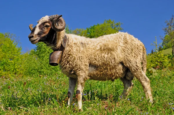 Ram on a summer pasture — Stock Photo, Image