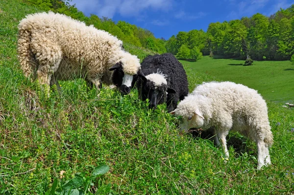 Ovce ve venkovské krajině. — Stock fotografie