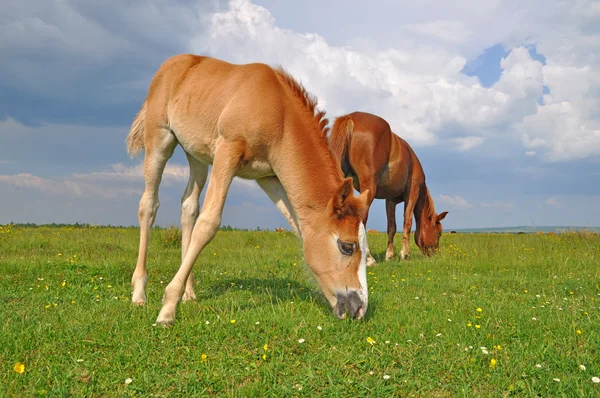 Foal na letnie pastwiska — Zdjęcie stockowe
