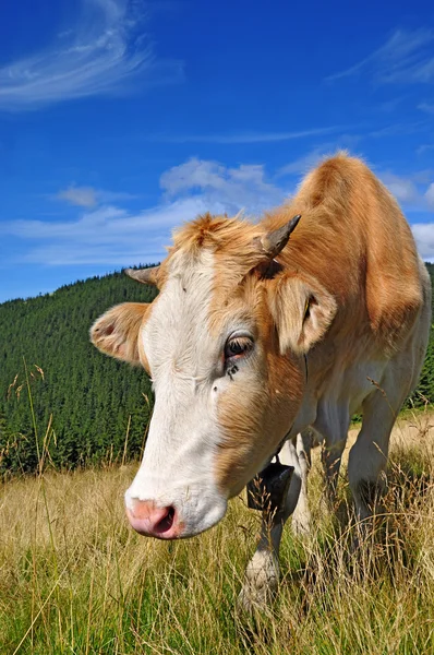 stock image The calf on a summer mountain pasture
