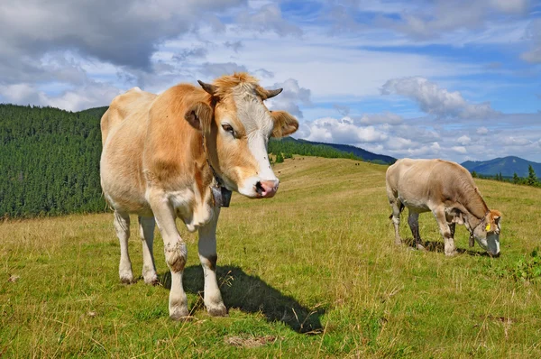 The calf on a summer mountain pasture — Stock Photo, Image