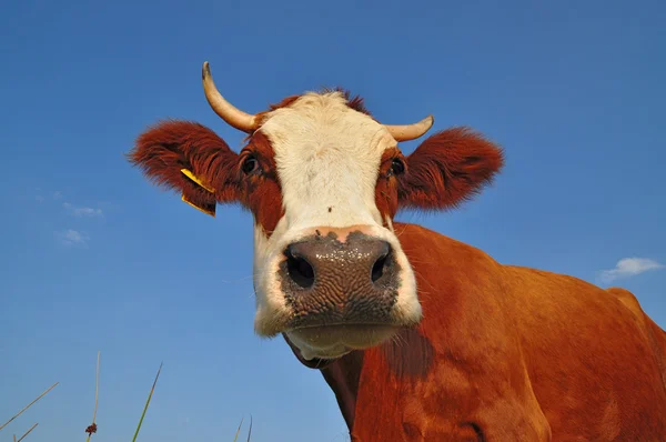 Голова корови — стокове фото