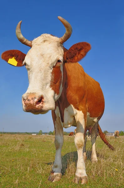 stock image Cow on a summer pasture