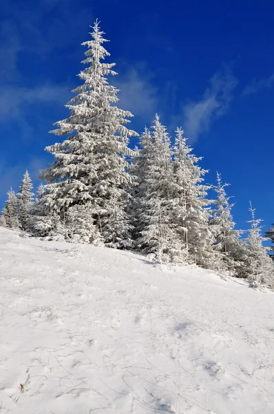 Смереки під снігом — стокове фото