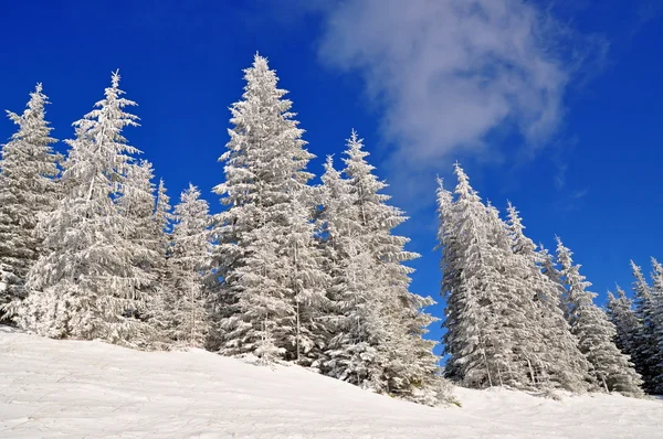 雪下的冷杉 — 图库照片