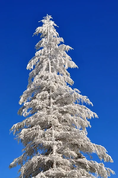 雪の下でモミ — ストック写真