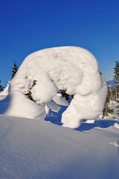 Abete sotto neve su una collina — Foto Stock