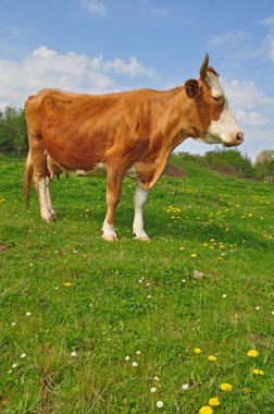 Yaz otlağında inek