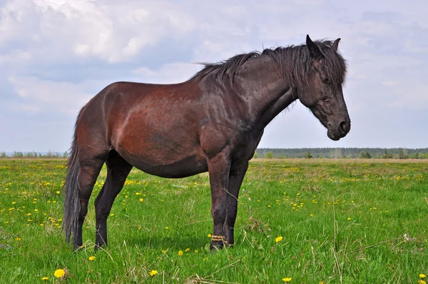 Лошадь на летнем пастбище. — стоковое фото