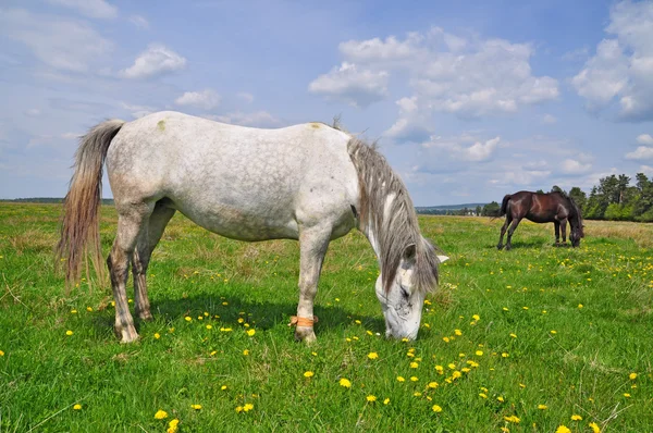 Konie na letnich pastwiskach. — Zdjęcie stockowe