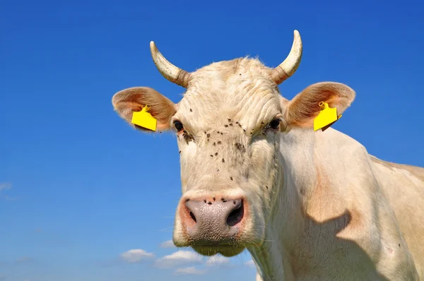 Kop van een koe — Stockfoto