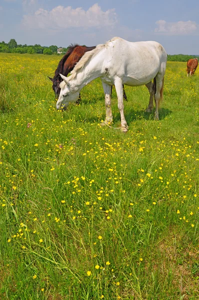 Коні на літньому пасовищі . — стокове фото
