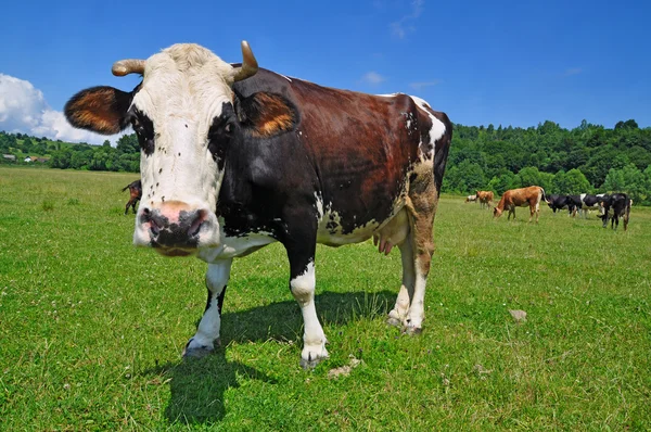 Mucca su un pascolo estivo — Foto Stock