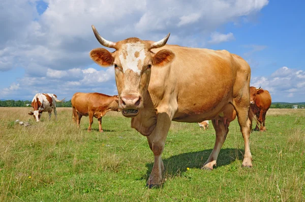 Корови на літньому пасовищі — стокове фото