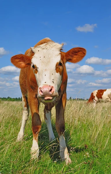 El ternero en un pasto de verano — Foto de Stock