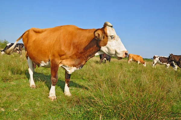 stock image Cows on a summer pasture