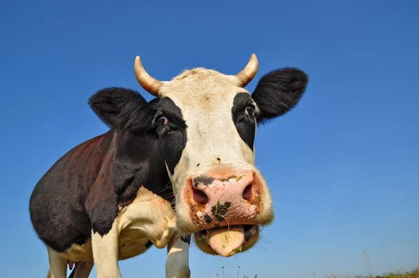 stock image Cow on a summer pasture