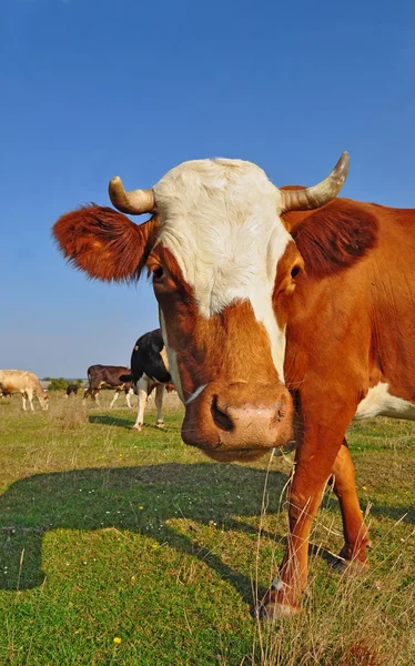 stock image Cow on a summer pasture