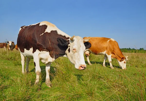 Cows on a summer pasture Stock Image