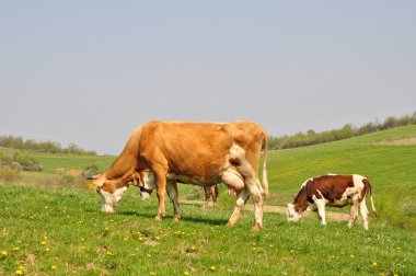 The calf near mother on a summer pasture clipart