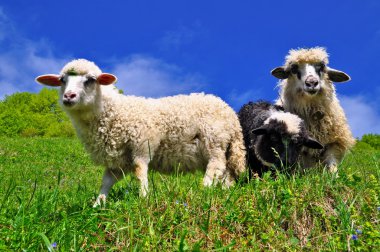 Sheep in a rural landscape clipart