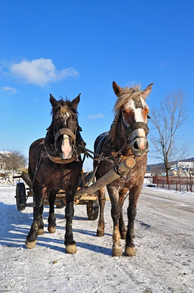 Hästar med en vagn. — Stockfoto
