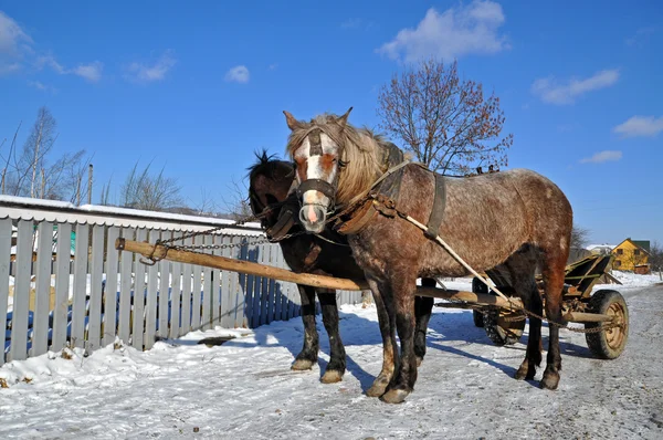 Paarden met een kar. — Stockfoto