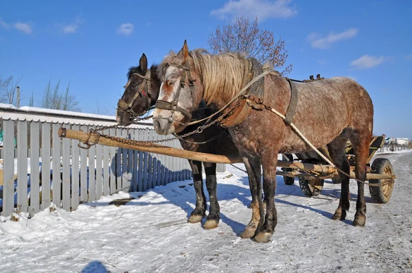 Cavalos com carroça . — Fotografia de Stock