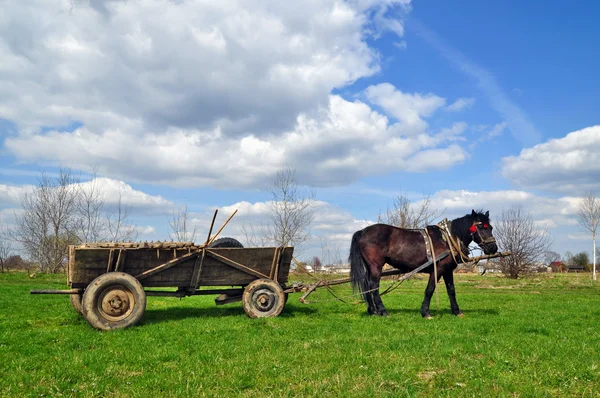 Horse with a cart. — Stock Photo, Image