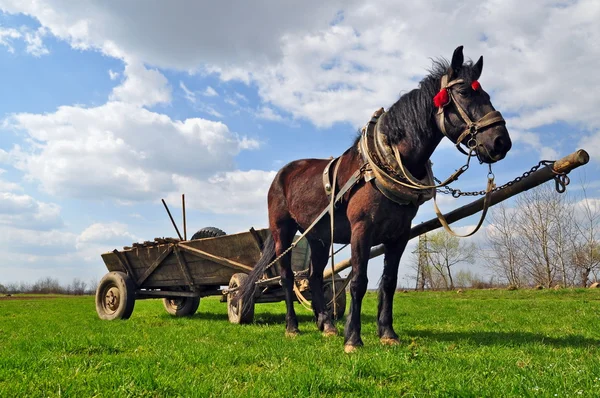 Cavalo com carrinho . — Fotografia de Stock