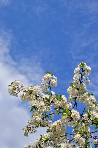 Kwitnienia wiśni — Zdjęcie stockowe