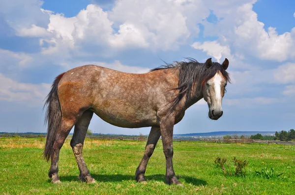 Paard op een zomerweide. — Stockfoto