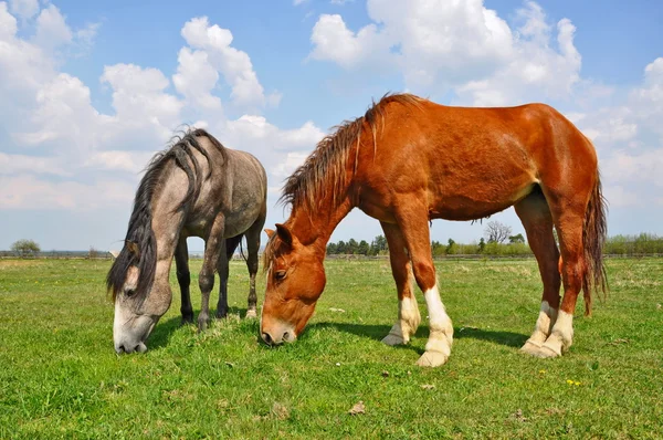 Koně na letní pastvině. — Stock fotografie