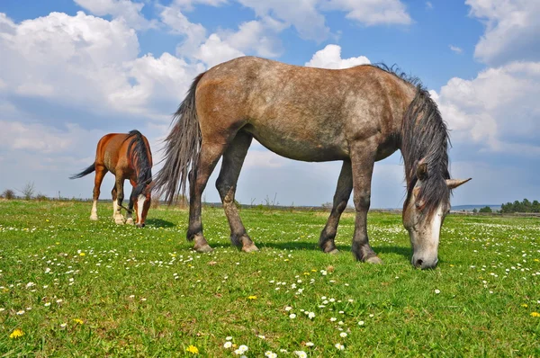 Koně na letní pastvině. — Stock fotografie