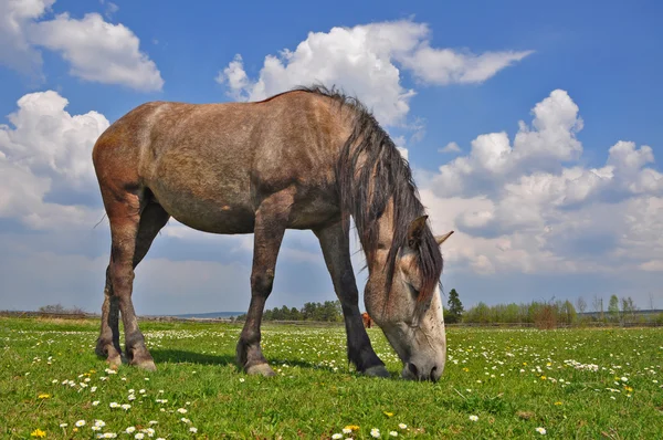 Koń na letnim pastwisku. — Zdjęcie stockowe