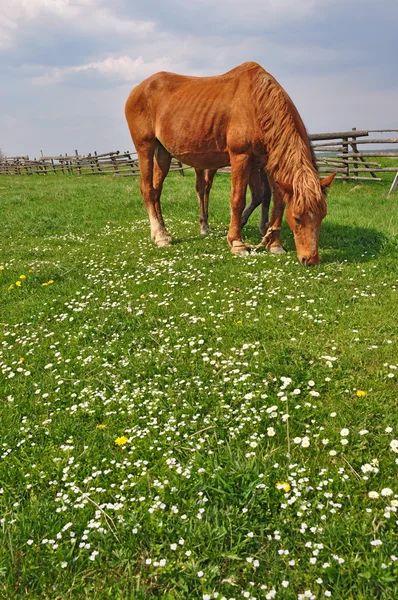 Кінь на літньому пасовищі . — стокове фото