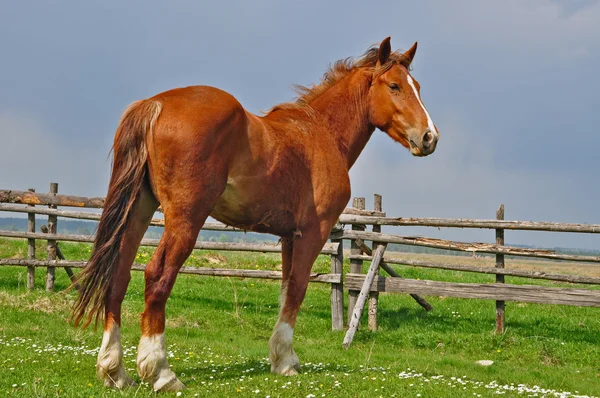Kůň na letní pastvině. — Stock fotografie