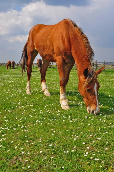 Hevonen kesälaitumella. — kuvapankkivalokuva