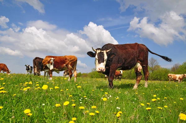 stock image Cows on a summer pasture