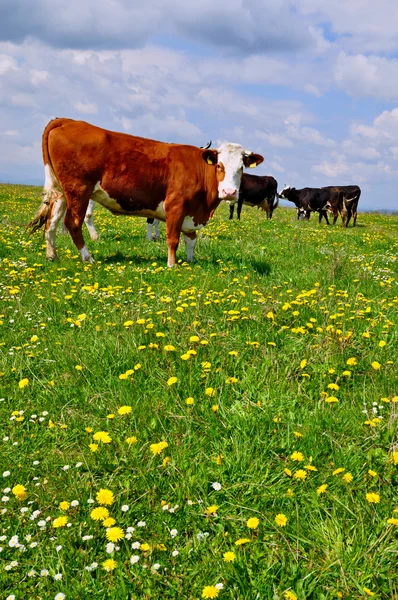 stock image Cows on a summer pasture