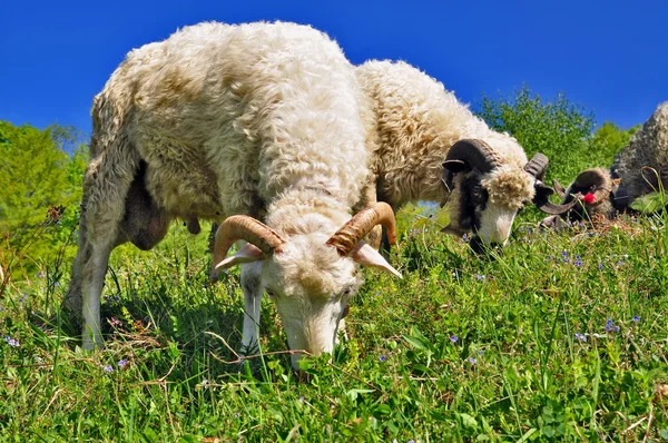 Owce w wiejski krajobraz — Zdjęcie stockowe