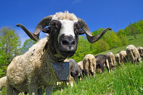 Ram na letnie pastwiska — Zdjęcie stockowe