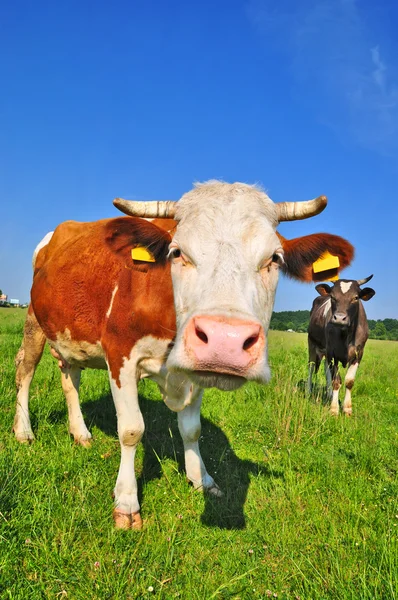 Cow on a summer pasture — Stock Photo, Image
