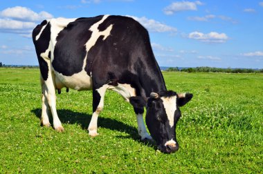 Cow on a summer pasture clipart