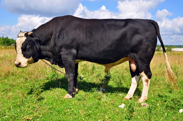 Bull na letní pastviny — Stock fotografie