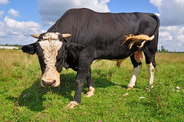 stock image Bull on a summer pasture