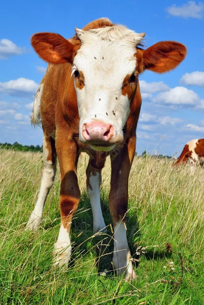 Het kalf op een zomer weiland. — Stockfoto